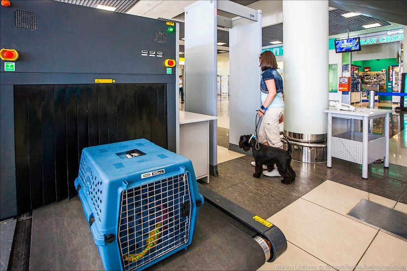 Cómo se transportan los animales en avión