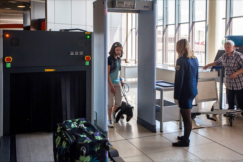 Cómo se transportan los animales en avión