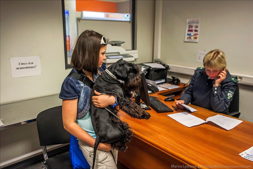 Cómo se transportan los animales en avión