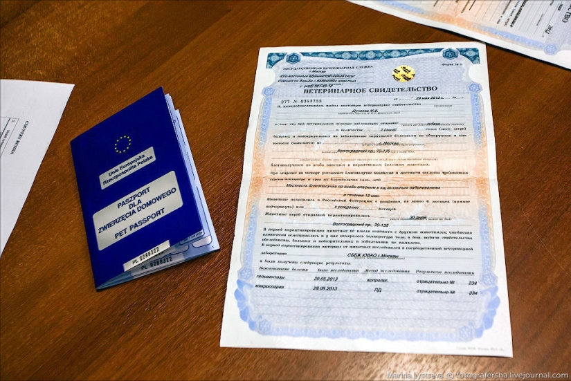 Cómo se transportan los animales en avión