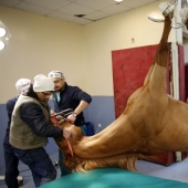 Cómo se trata a los caballos de carreras en Estambul