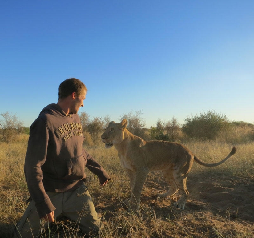 Cómo viví con leones en Botswana
