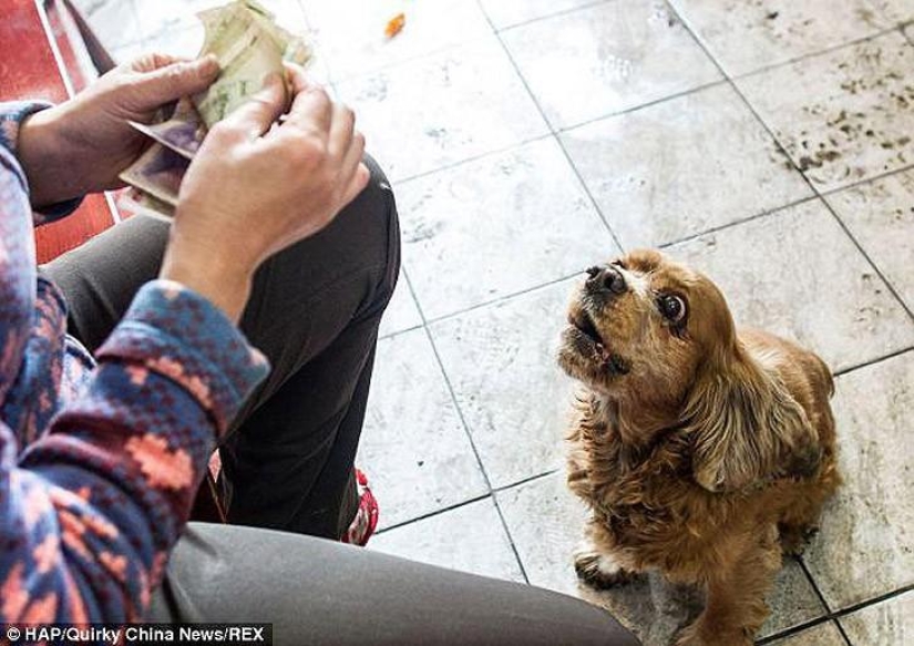 Cocker Spaniel que ama el dinero Cocker Spaniel que ama el dinero