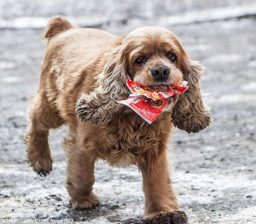 Cocker Spaniel who loves money