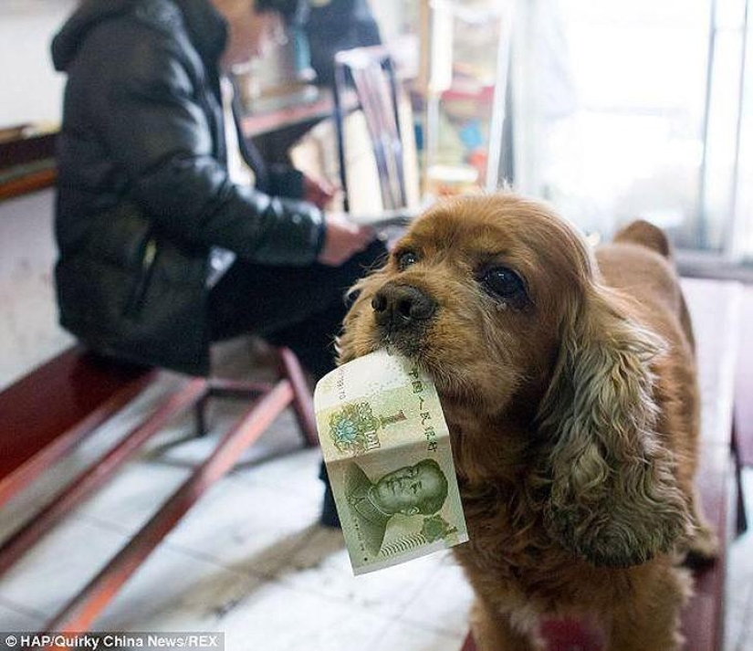 Cocker Spaniel who loves money