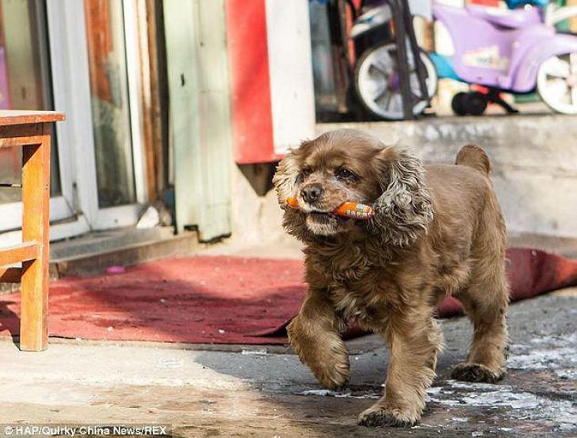 Cocker Spaniel who loves money