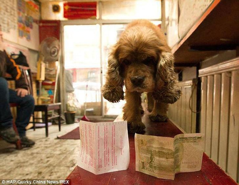 Cocker Spaniel who loves money