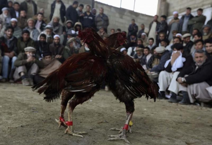 Cockfighting in Afghanistan