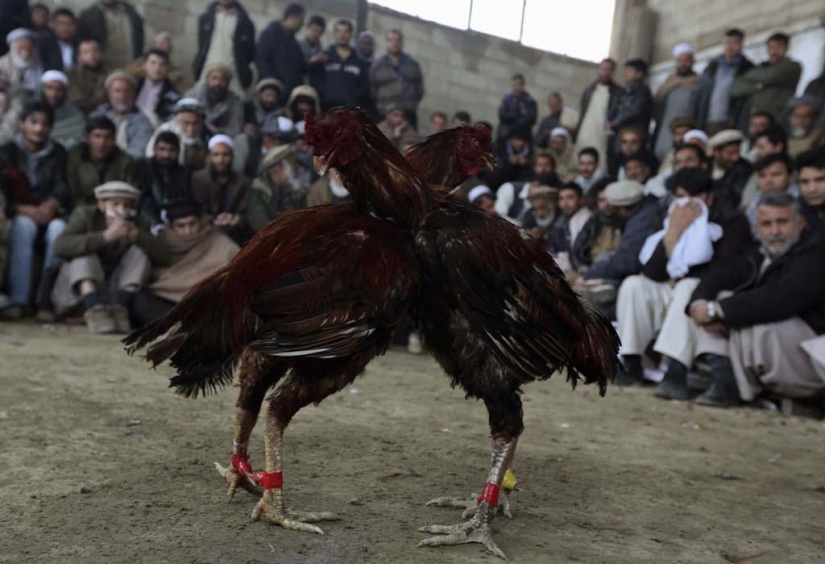 Cockfighting in Afghanistan