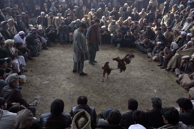 Cockfighting in Afghanistan