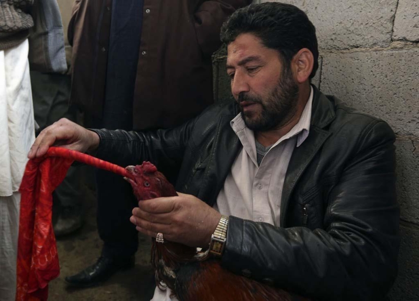 Cockfighting in Afghanistan