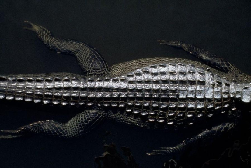 Colores: Negro Colores: Negro