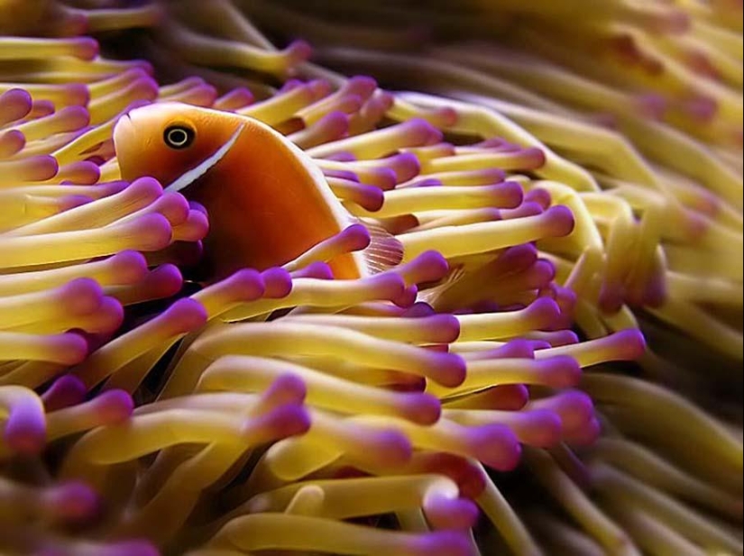 Colorful fish from the bottom of the ocean Colorful fish from the bottom of the ocean