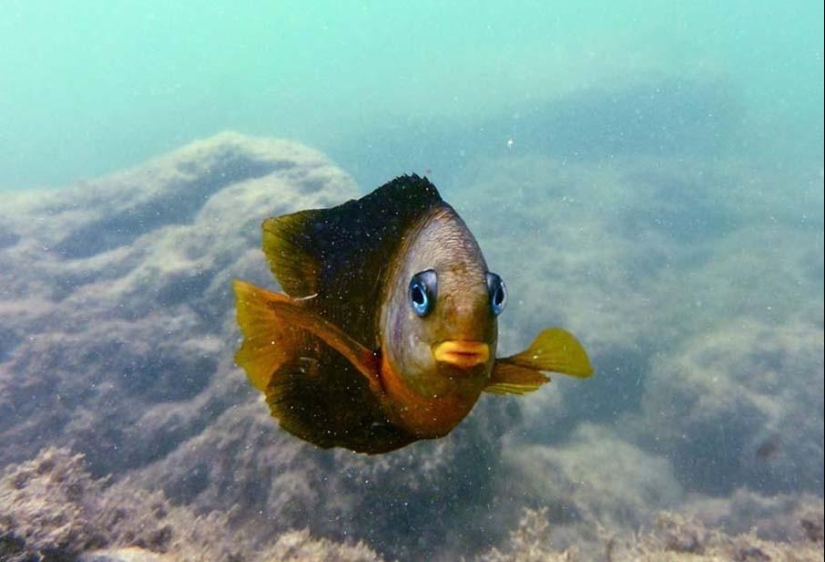 Colorful fish from the bottom of the ocean Colorful fish from the bottom of the ocean