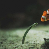 Colorful fish from the bottom of the ocean