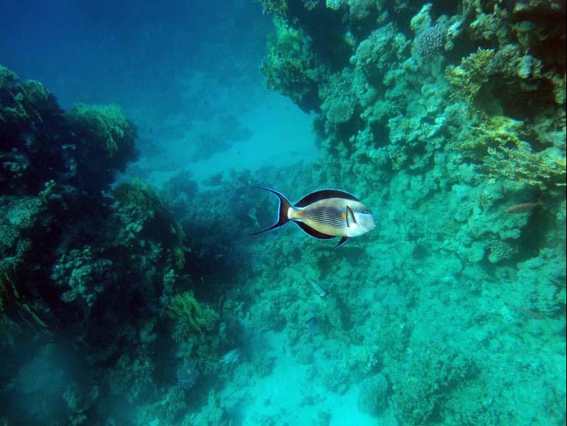 Colorful fish from the bottom of the ocean Colorful fish from the bottom of the ocean