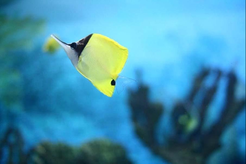 Colorful fish from the bottom of the ocean Colorful fish from the bottom of the ocean