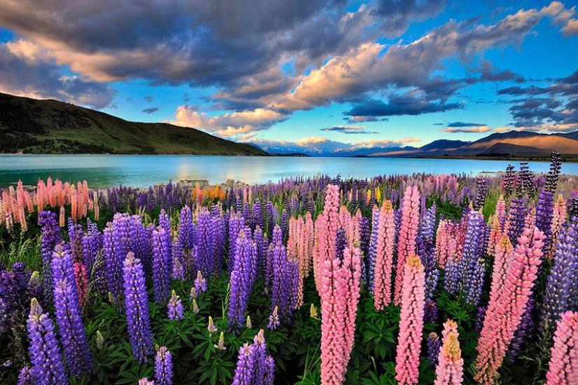 Colorful lupine bloom at Lake Tekapo