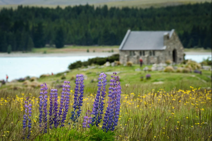 Colorful lupine bloom at Lake Tekapo