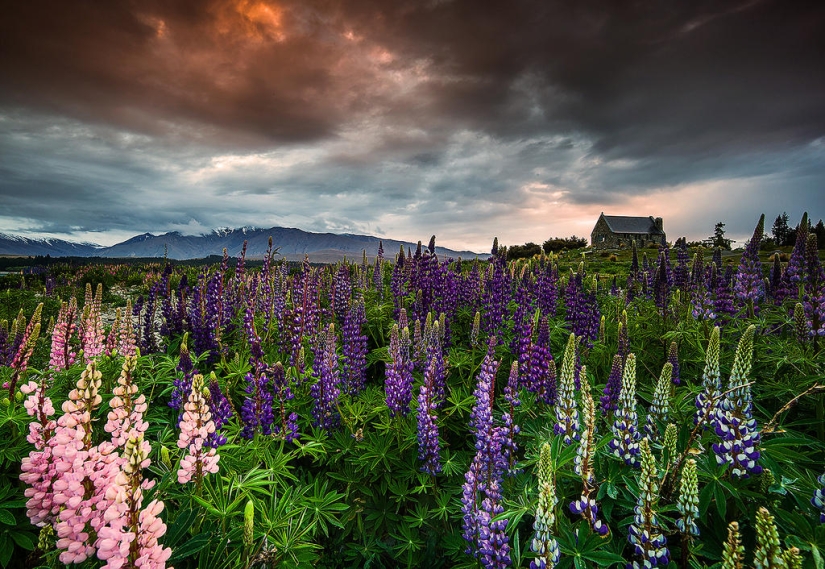 Colorful lupine bloom at Lake Tekapo
