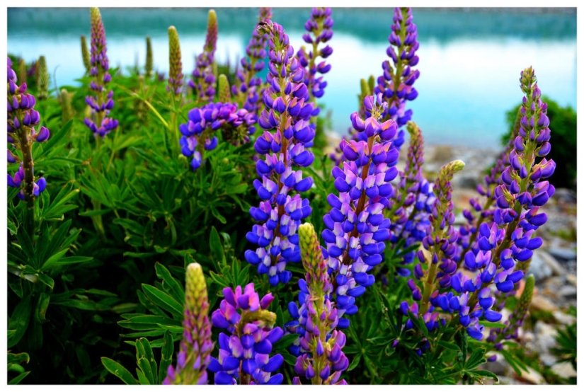 Colorful lupine bloom at Lake Tekapo
