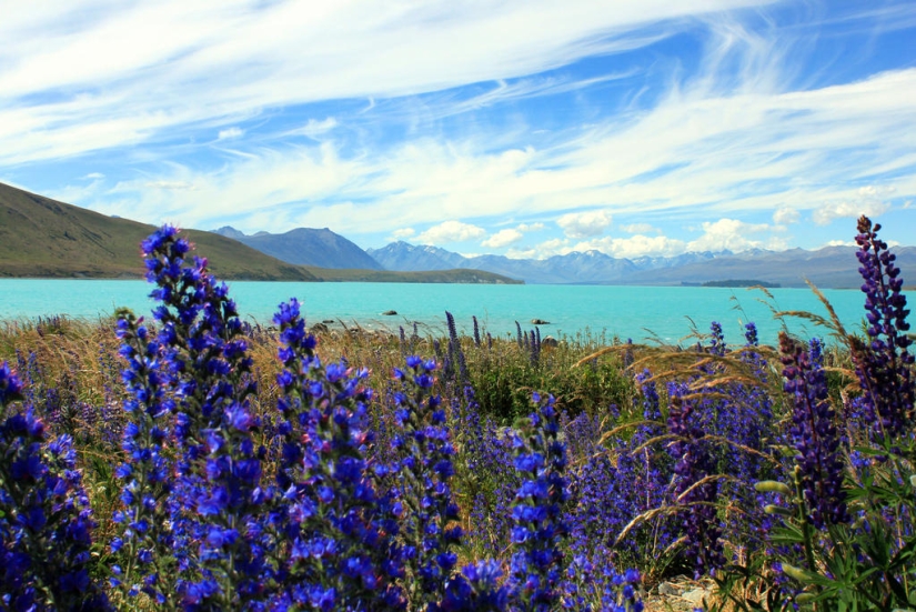 Colorful lupine bloom at Lake Tekapo
