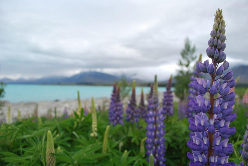 Colorful lupine bloom at Lake Tekapo