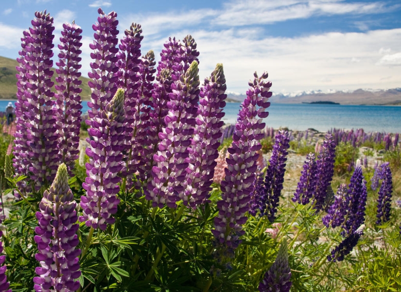 Colorful lupine bloom at Lake Tekapo