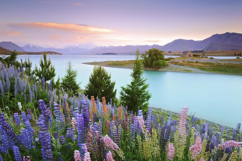 Colorful lupine bloom at Lake Tekapo