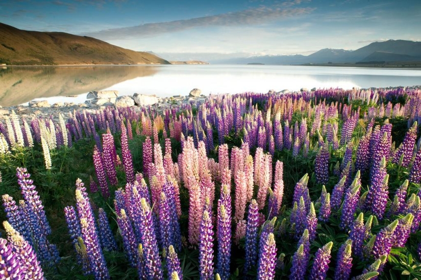 Colorful lupine bloom at Lake Tekapo