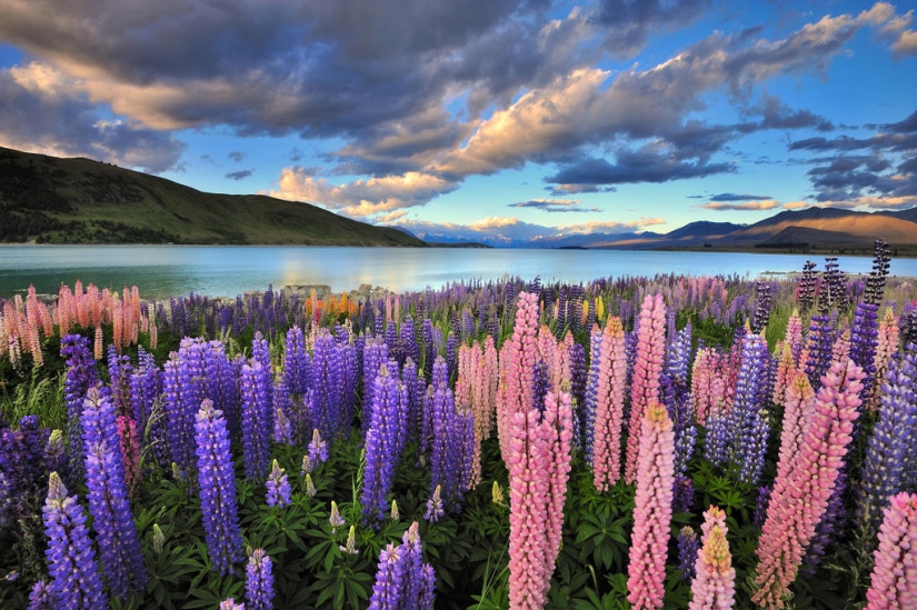 Colorful lupine bloom at Lake Tekapo