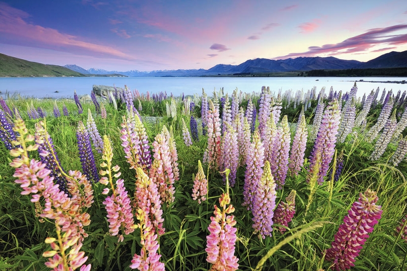 Colorful lupine bloom at Lake Tekapo