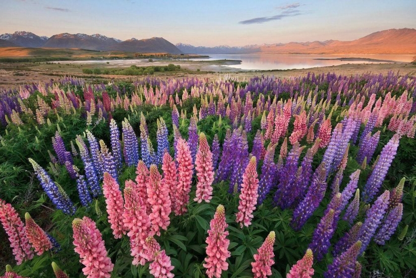 Colorful lupine bloom at Lake Tekapo
