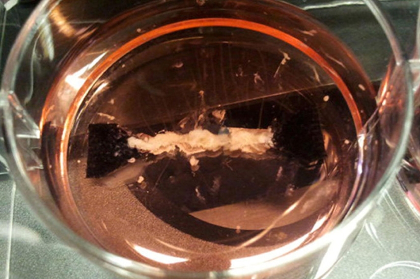 ¿Comerías eso? Los estadounidenses han cultivado carne en un tubo de ensayo