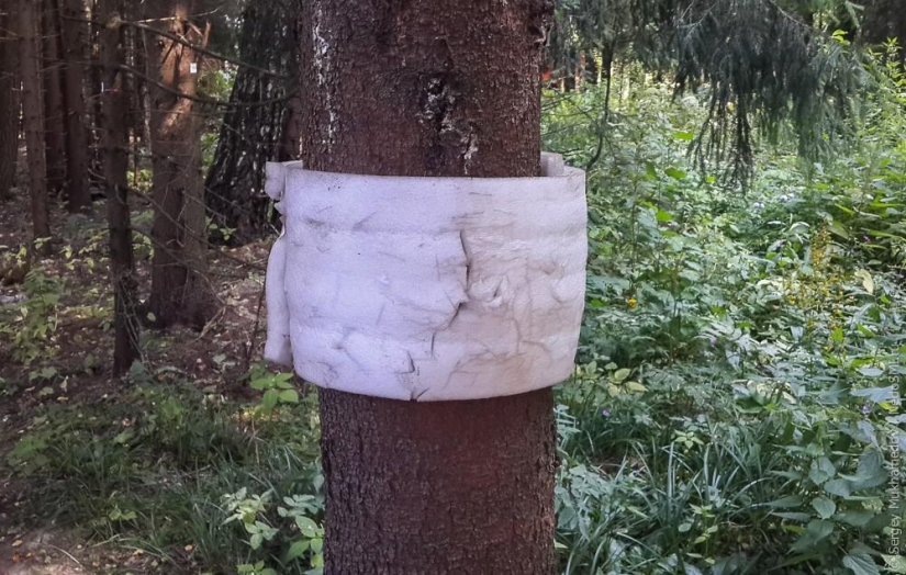 Complejo de poder "Pinocho": Mecedora de madera en el bosque Complejo de poder "Pinocho": Mecedora de madera en el bosque