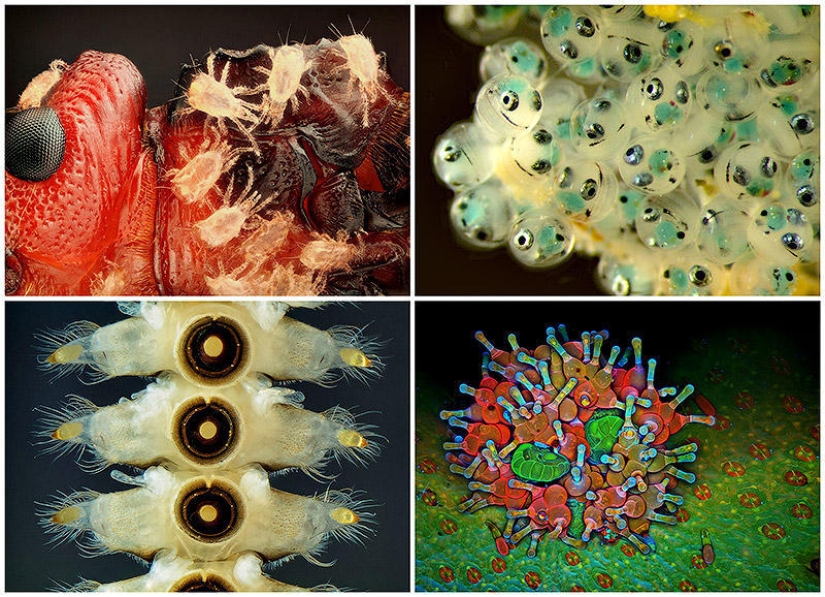 Concurso de fotomicrografía Nikon Small World 2013 Concurso de fotomicrografía Nikon Small World 2013