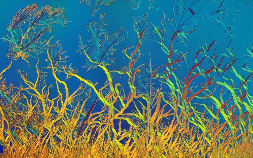 Concurso de fotomicrografía Nikon Small World 2013 Concurso de fotomicrografía Nikon Small World 2013