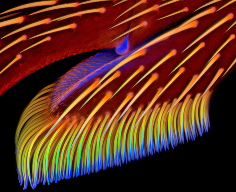 Concurso de fotomicrografía Nikon Small World 2013 Concurso de fotomicrografía Nikon Small World 2013