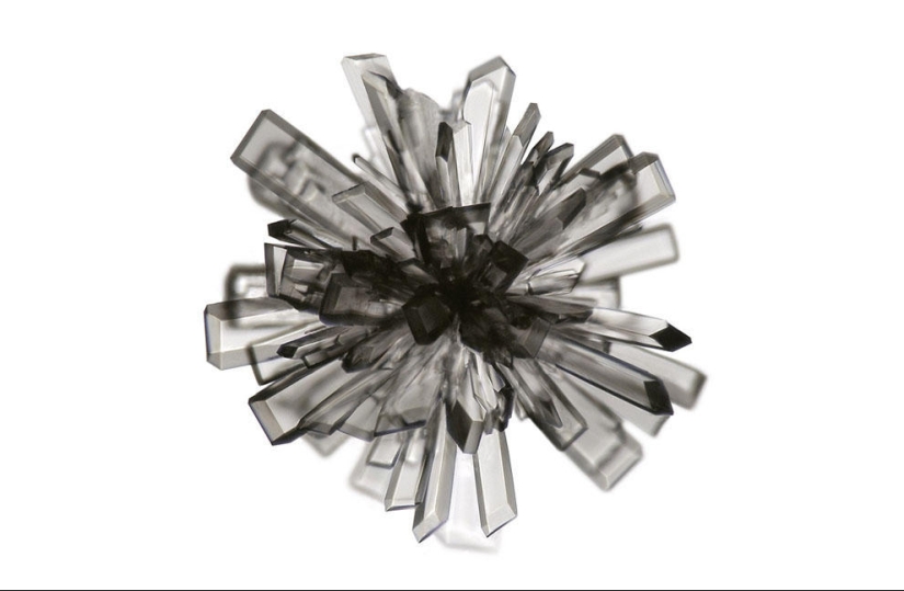 Concurso de fotomicrografía Nikon Small World 2013 Concurso de fotomicrografía Nikon Small World 2013