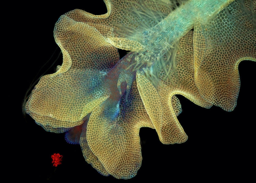 Concurso de fotomicrografía Nikon Small World 2013 Concurso de fotomicrografía Nikon Small World 2013