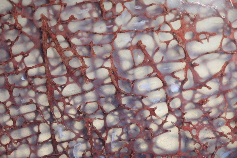 Concurso de fotomicrografía Nikon Small World 2013 Concurso de fotomicrografía Nikon Small World 2013