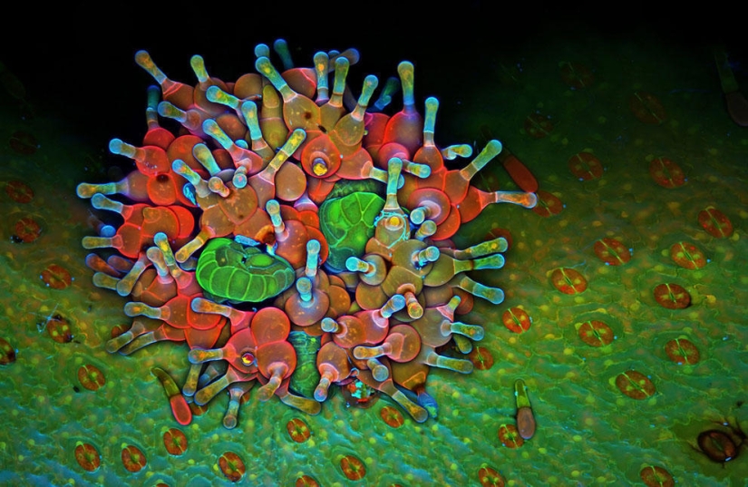 Concurso de fotomicrografía Nikon Small World 2013 Concurso de fotomicrografía Nikon Small World 2013