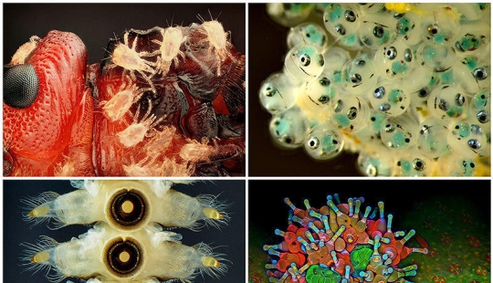 Concurso de fotomicrografía Nikon Small World 2013