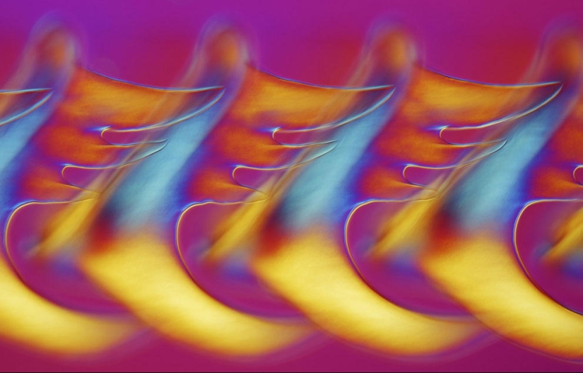 Concurso de fotomicrografía Nikon Small World 2013 Concurso de fotomicrografía Nikon Small World 2013