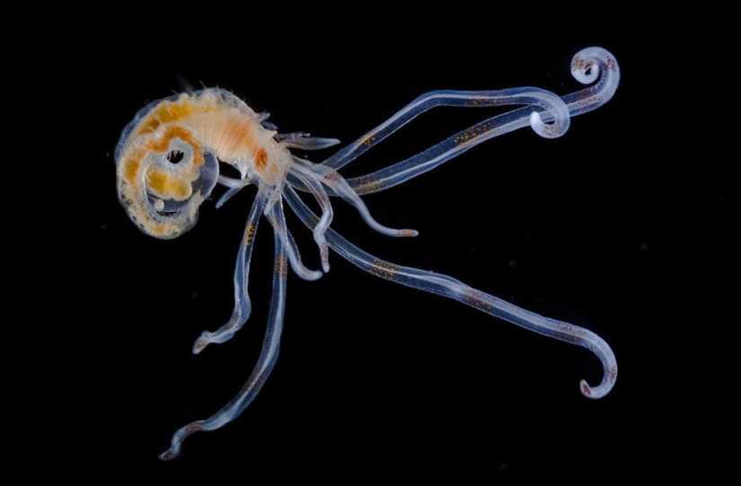 Concurso de fotomicrografía Nikon Small World 2013 Concurso de fotomicrografía Nikon Small World 2013