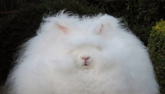 Conejo de angora - el más esponjoso del mundo Conejo de angora - el más esponjoso del mundo