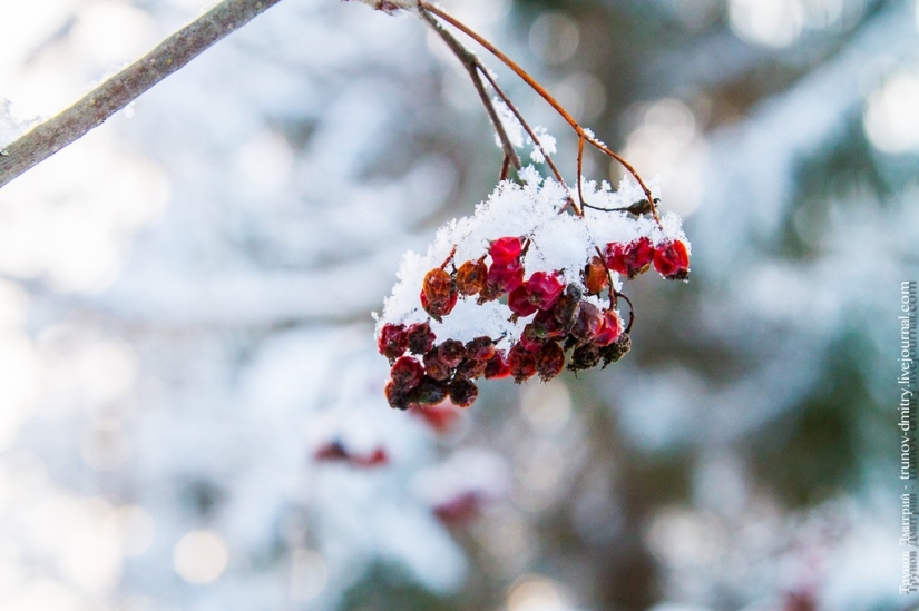 "Congelado, pero no congelado" - Cascada de Kivach en invierno