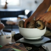 Conoce a la mujer que vive con 200 perezosos