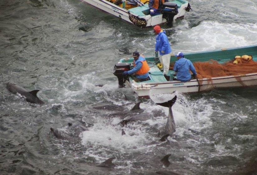 Continúan las matanzas de delfines en Japón