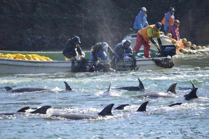 Continúan las matanzas de delfines en Japón